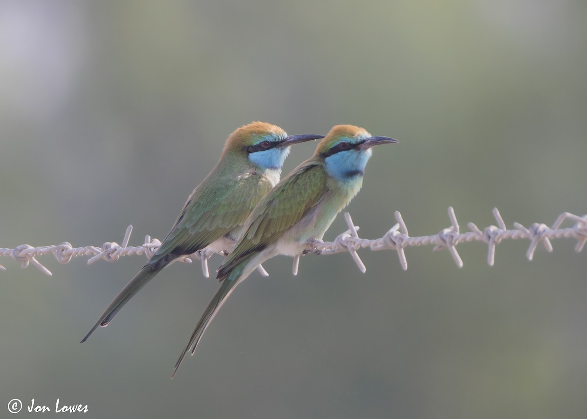 Erle-txori berde arabiarra - ML645340887