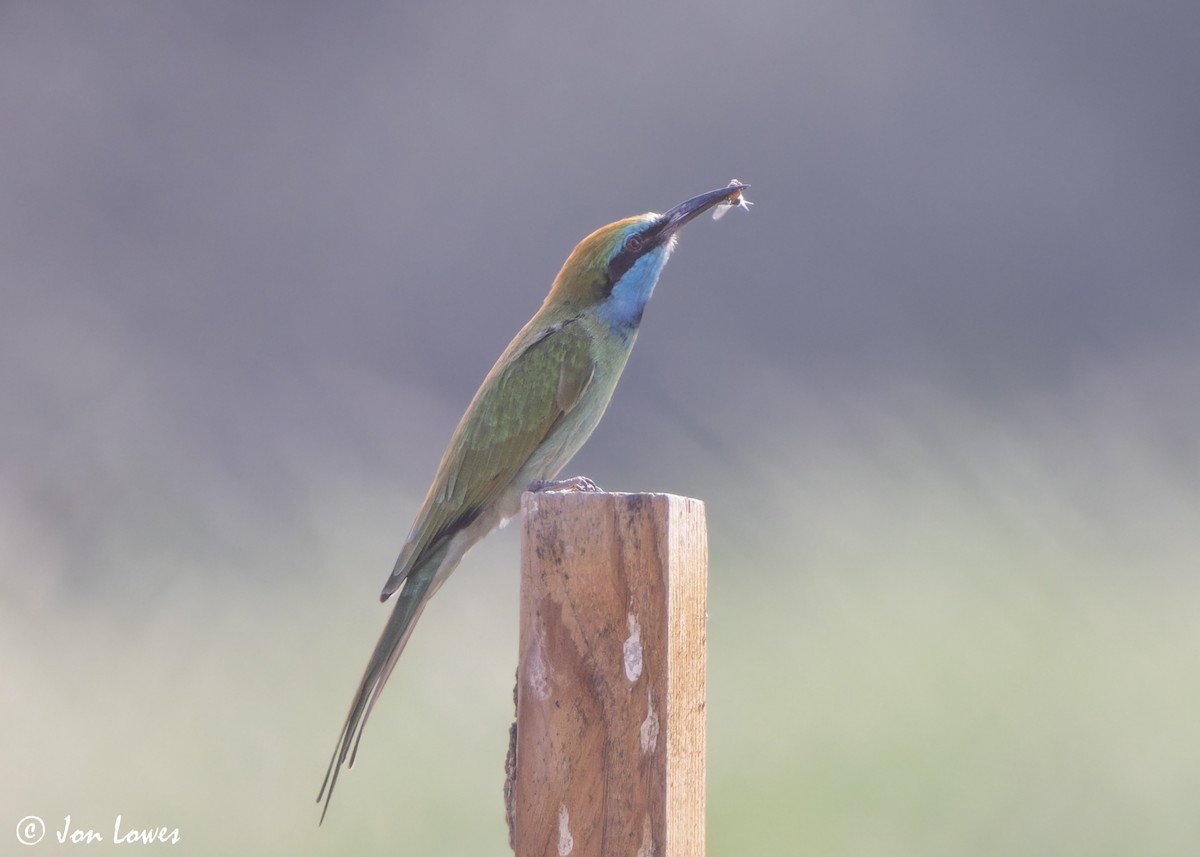 Erle-txori berde arabiarra - ML645340888