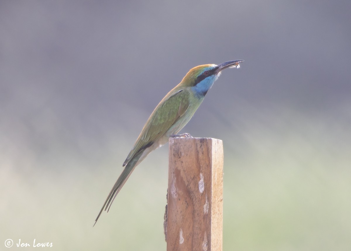 Erle-txori berde arabiarra - ML645340889