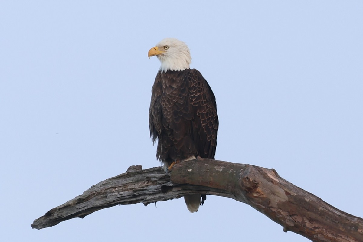 hvithodehavørn - ML645340891