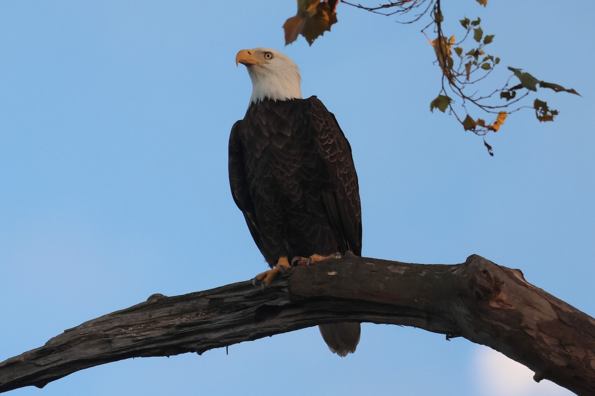 hvithodehavørn - ML645340895