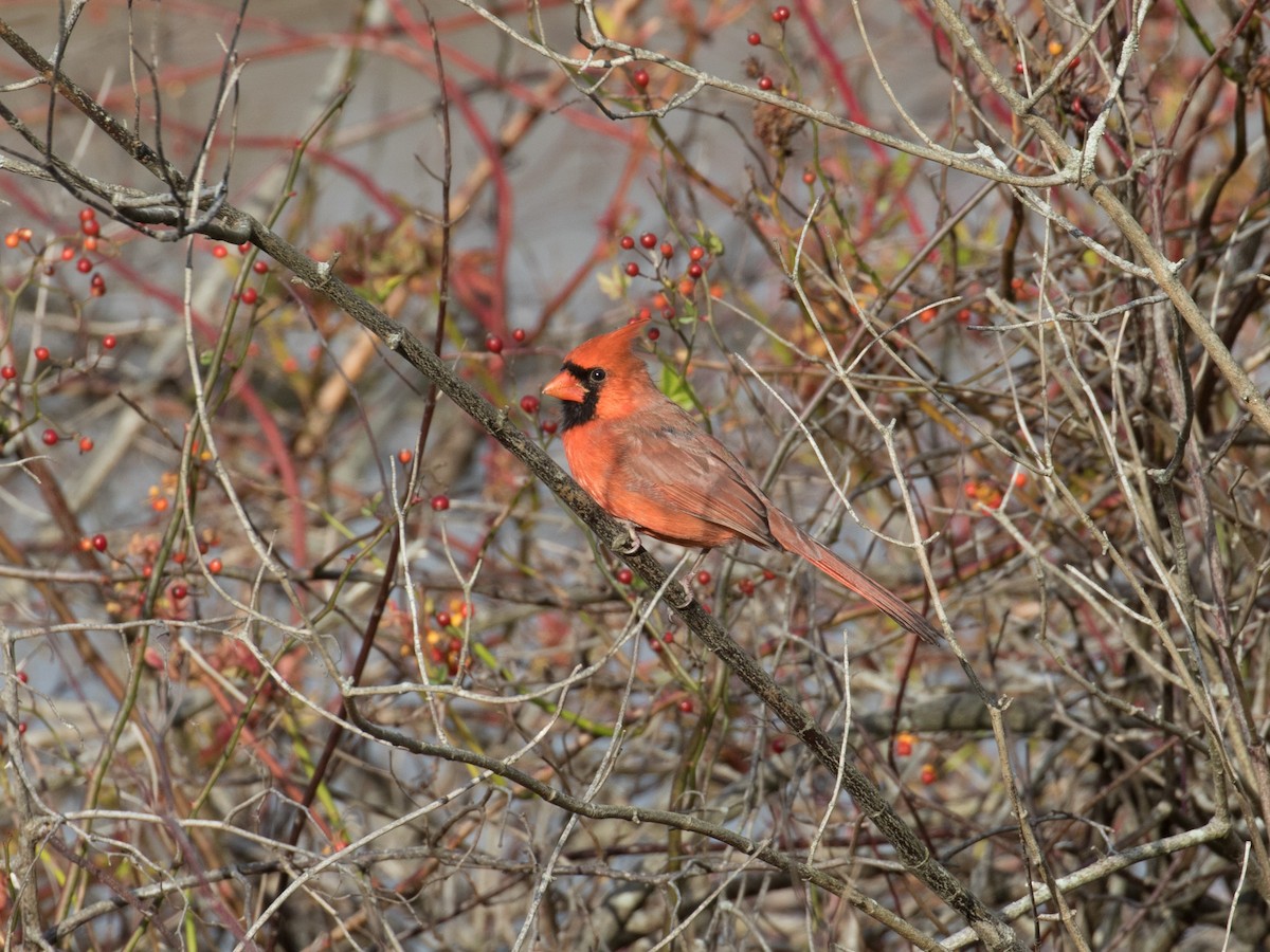 Northern Cardinal - ML645340900