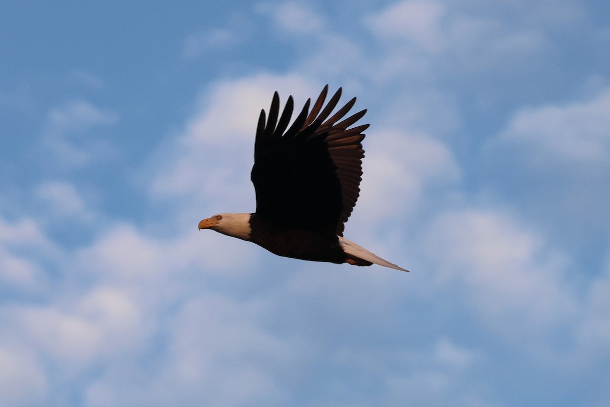 hvithodehavørn - ML645340901