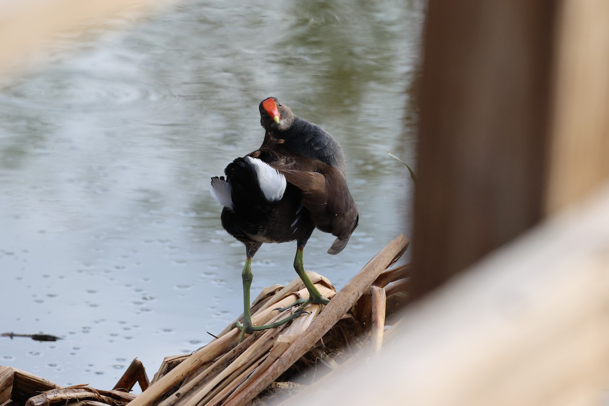 Курочка латиноамериканська - ML645340903