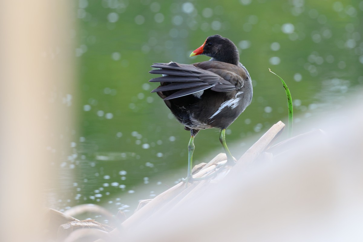 Курочка латиноамериканська - ML645340904