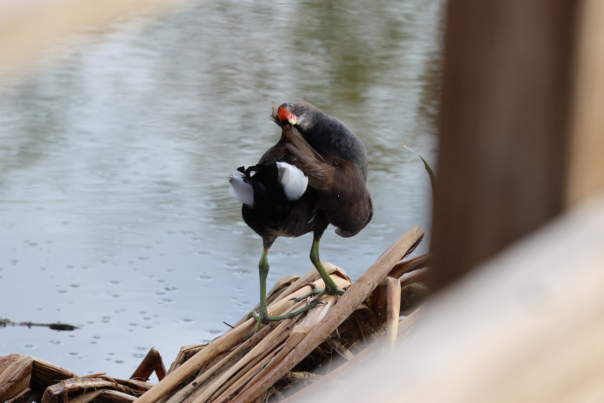 Курочка латиноамериканська - ML645340906