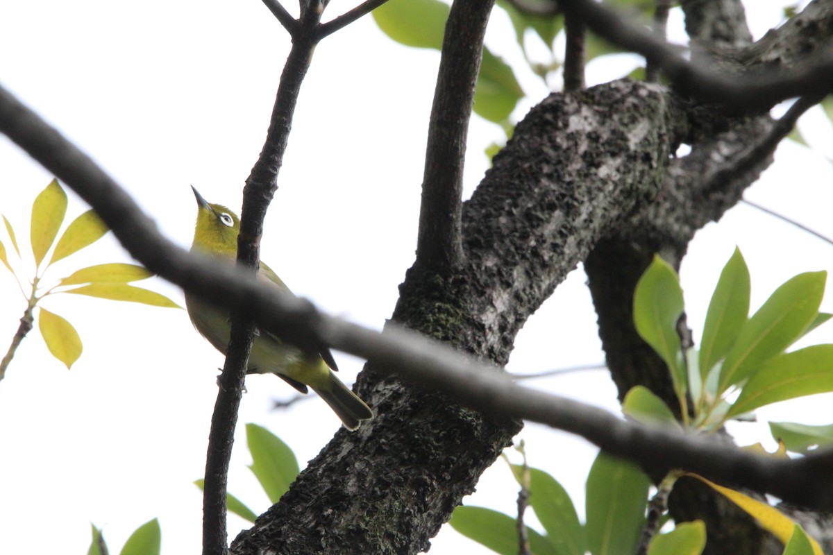 日菲繡眼 - ML645340911