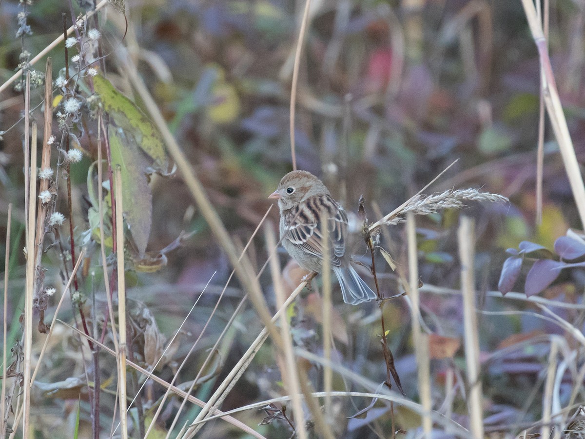 Field Sparrow - ML645340916