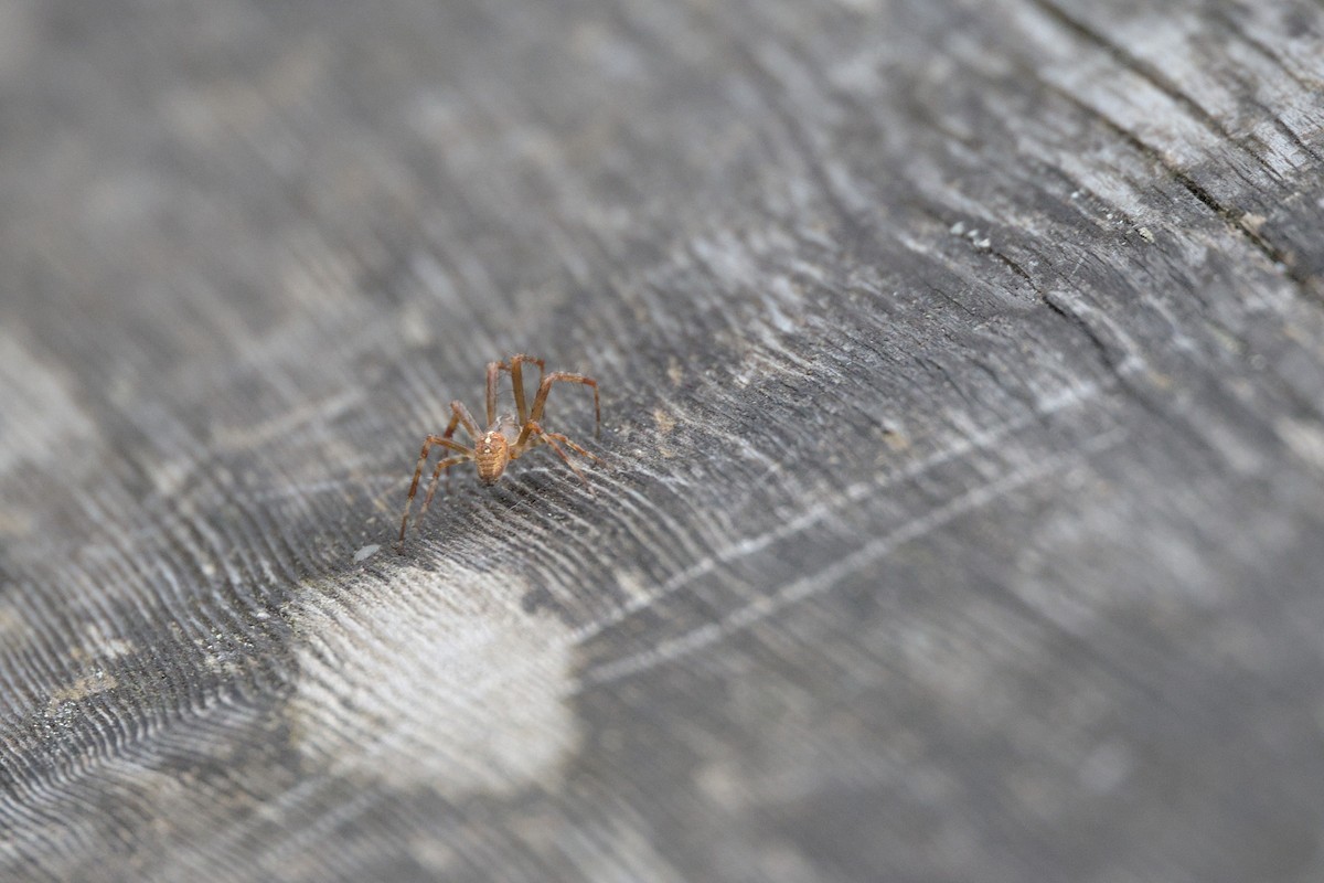 Cross Orbweaver - ML645340927