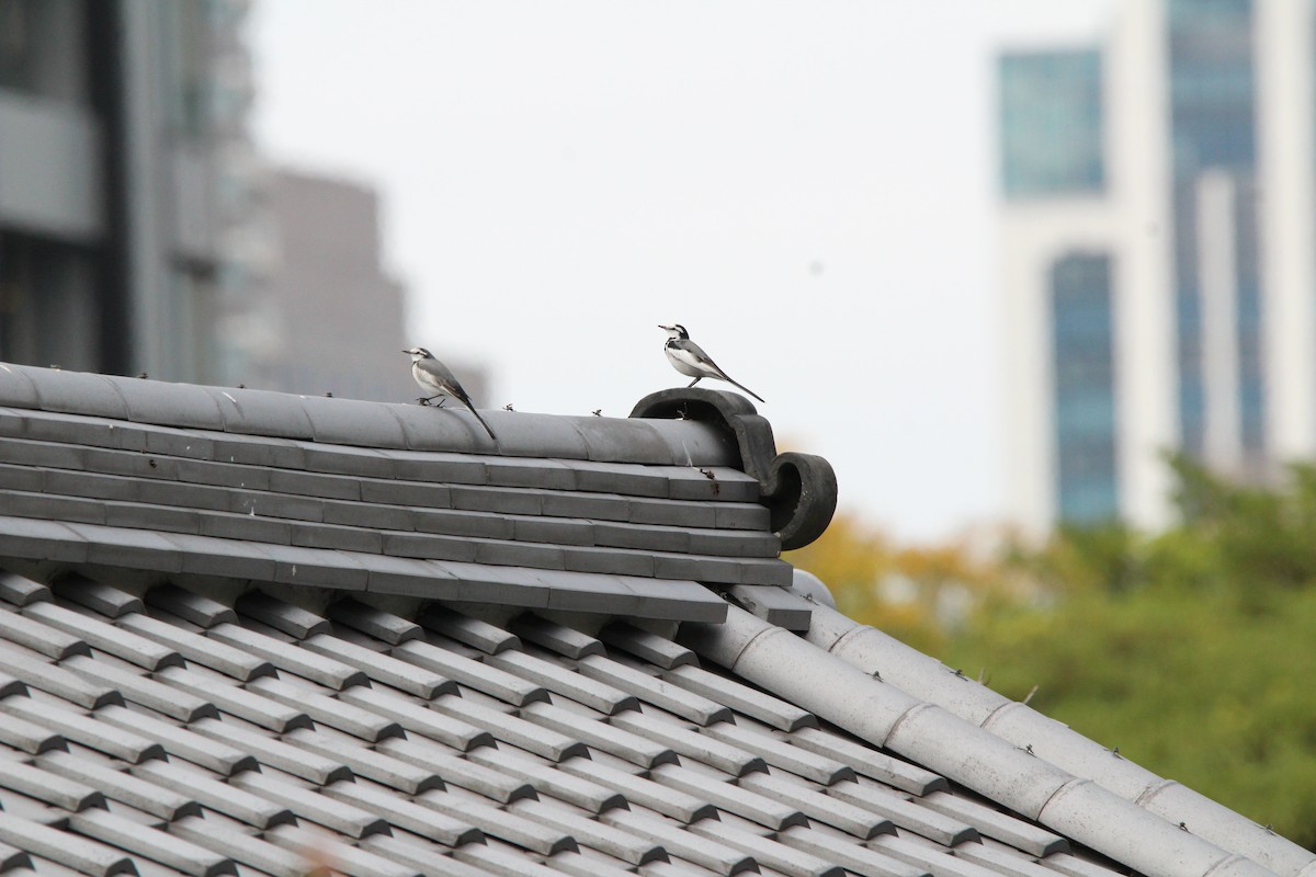 白鶺鴒 - ML645340941