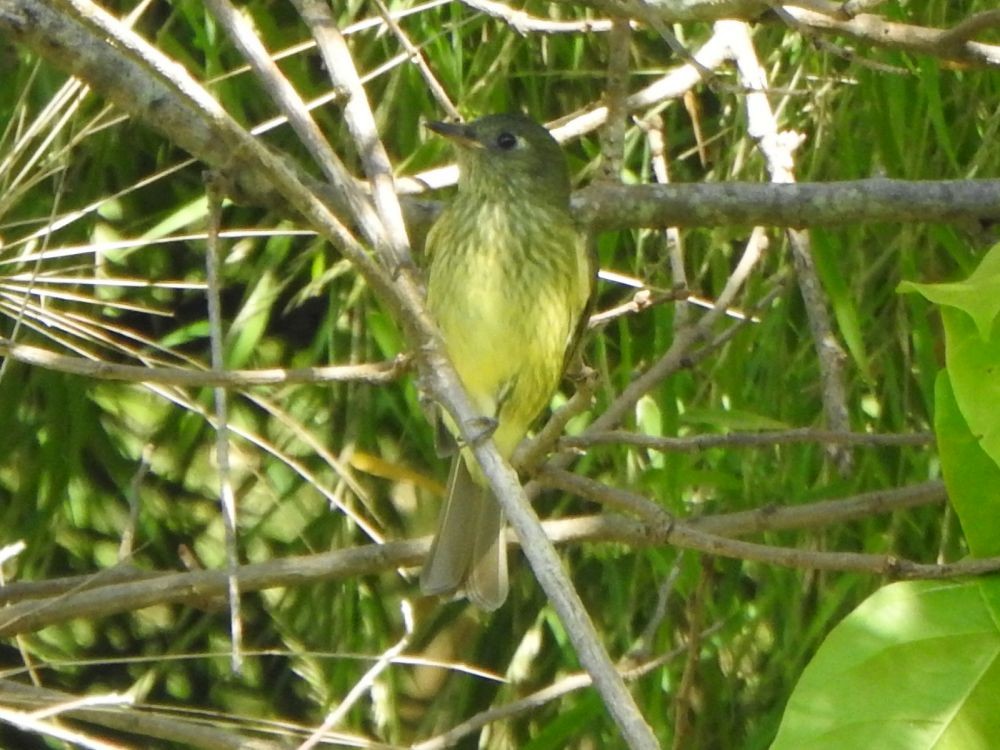 Olive-striped Flycatcher - ML645340954
