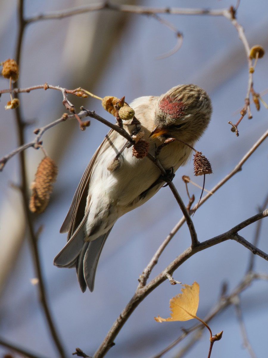 Pardillo Sizerín (alpino) - ML645340956