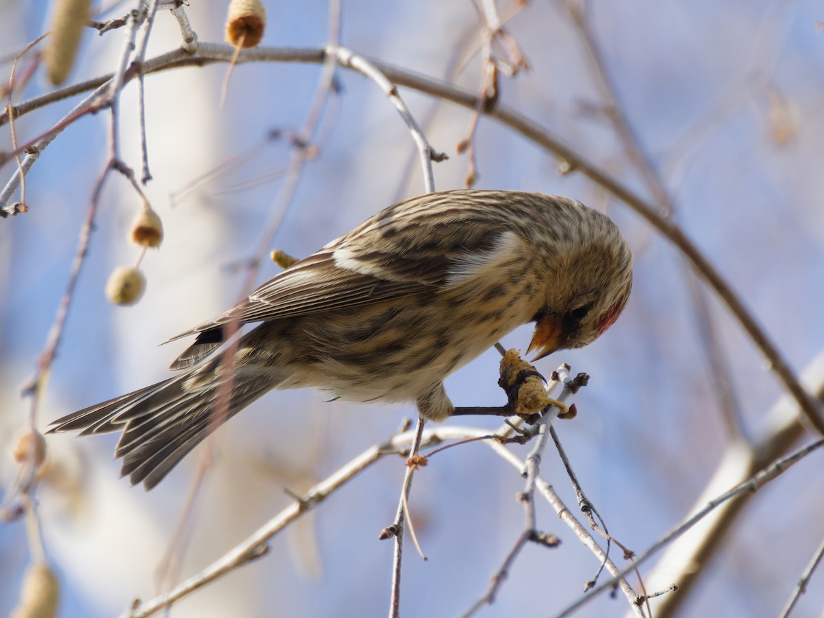 Pardillo Sizerín (alpino) - ML645340957