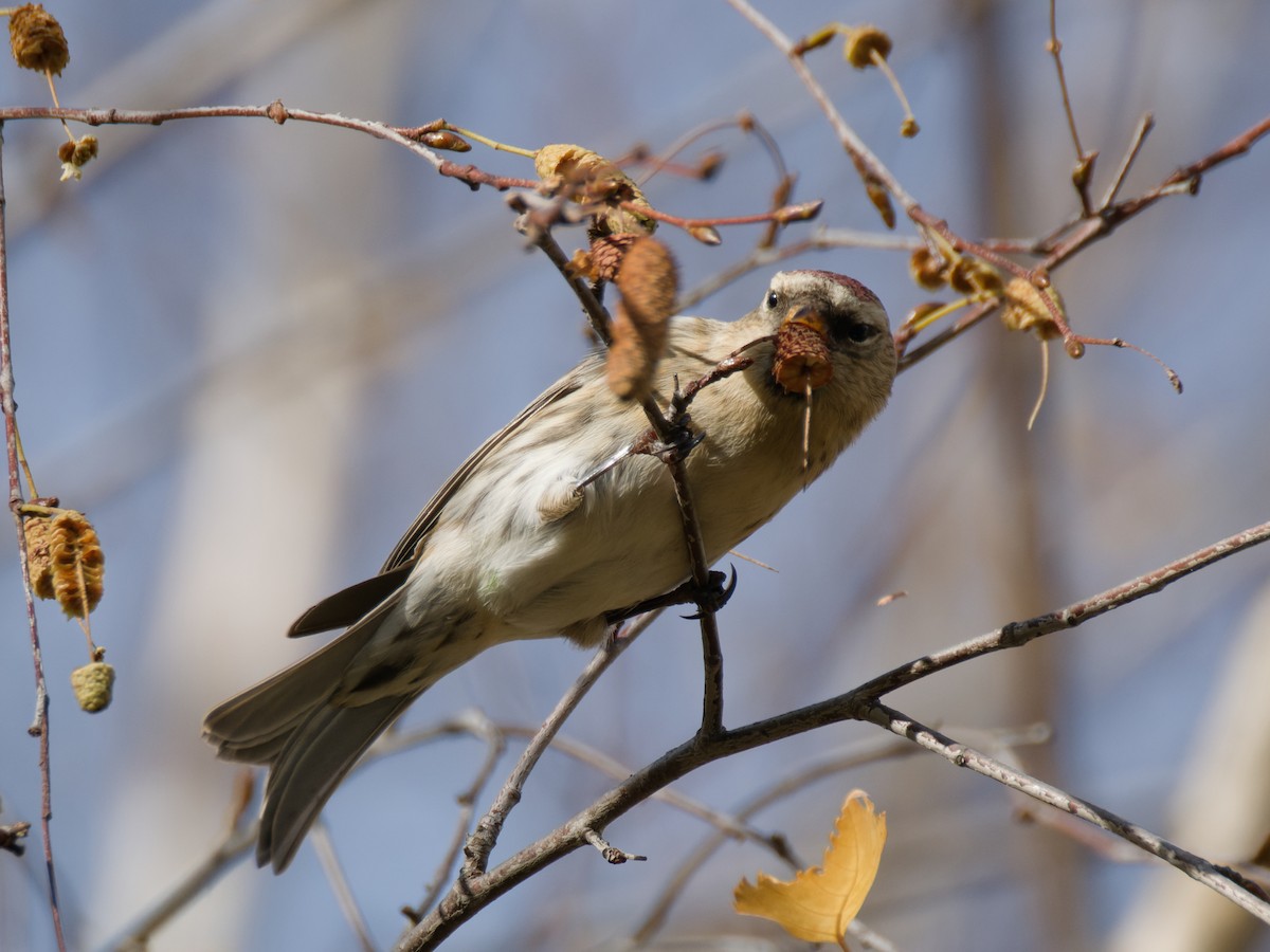 Pardillo Sizerín (alpino) - ML645340958