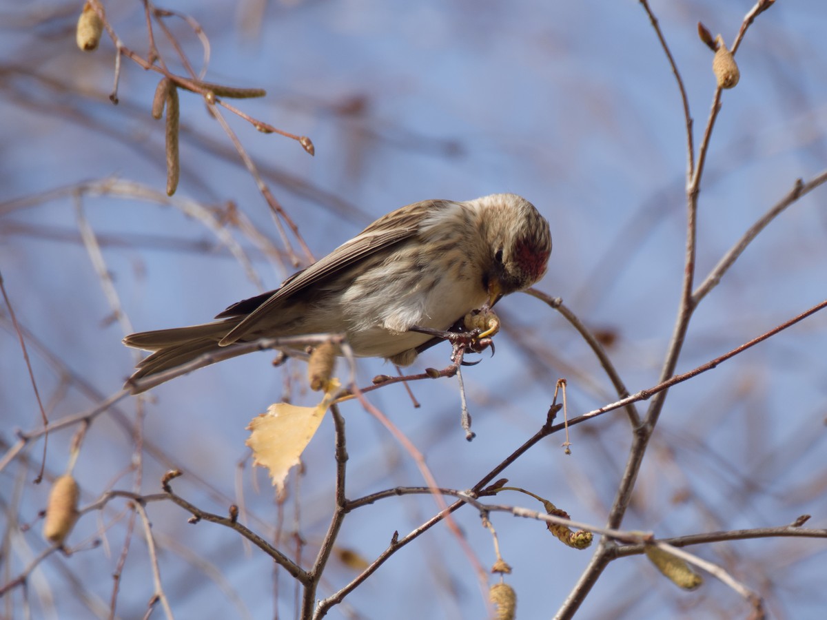 Pardillo Sizerín (alpino) - ML645340959