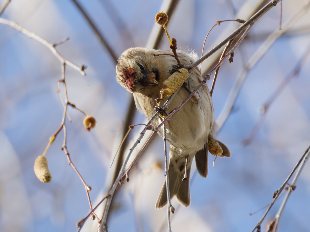 Pardillo Sizerín (alpino) - ML645340960