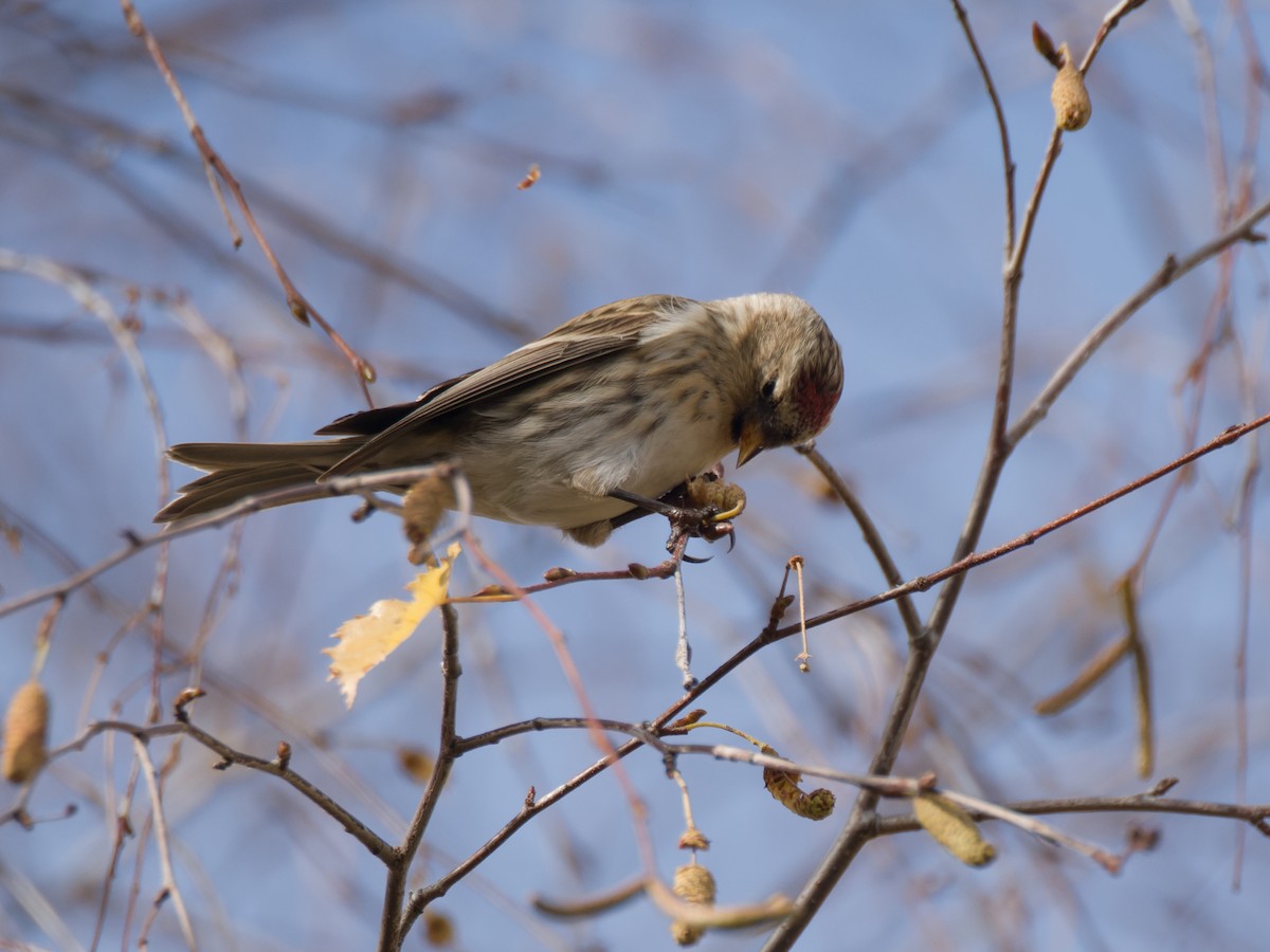 Pardillo Sizerín (alpino) - ML645340962