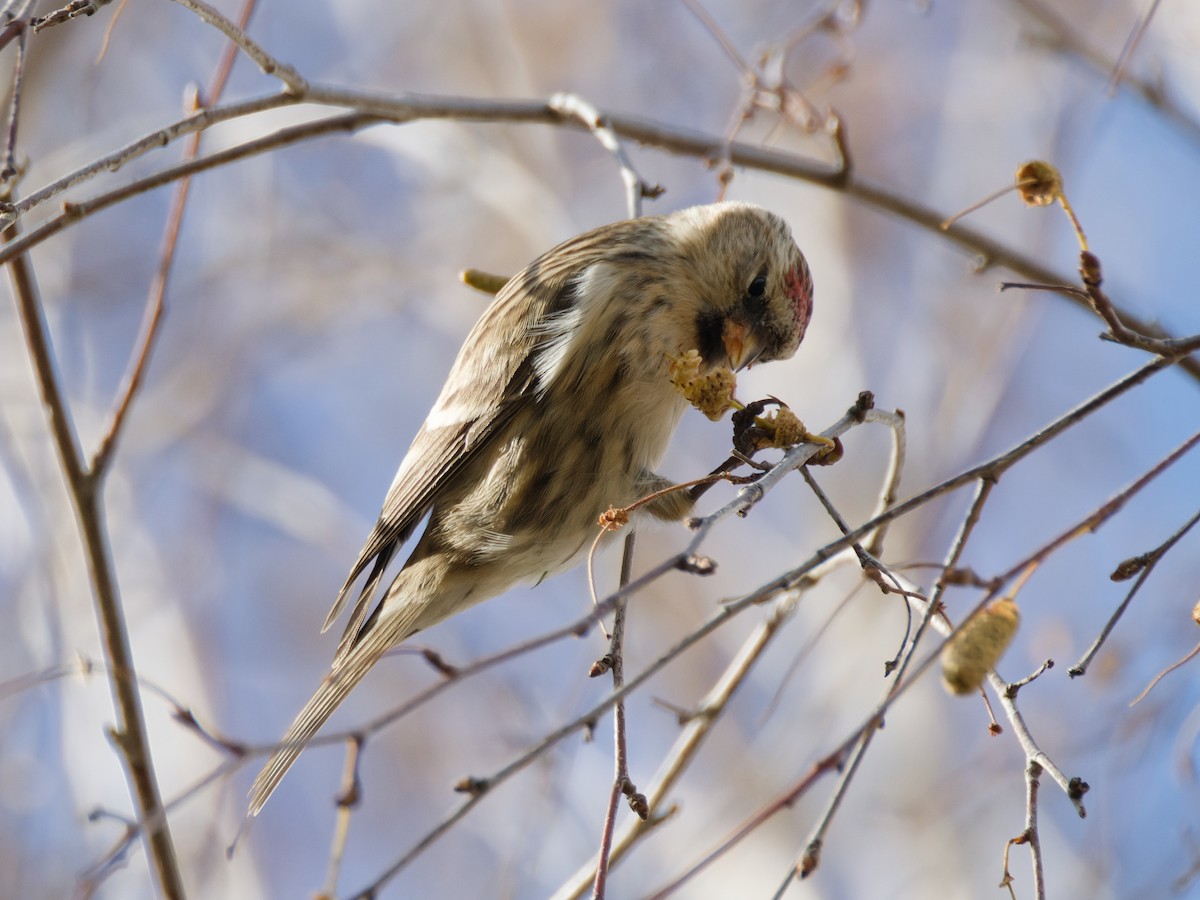 Pardillo Sizerín (alpino) - ML645340963