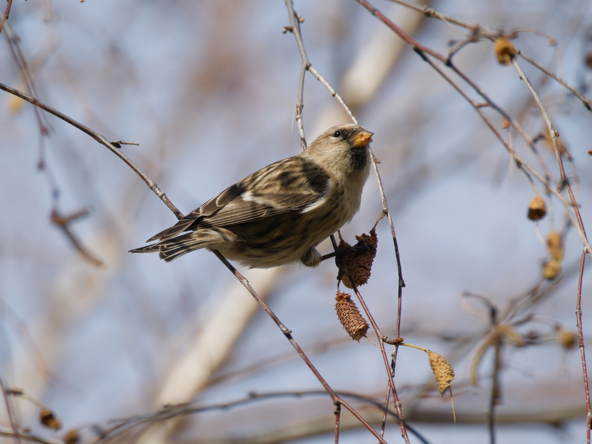 Pardillo Sizerín (alpino) - ML645340964