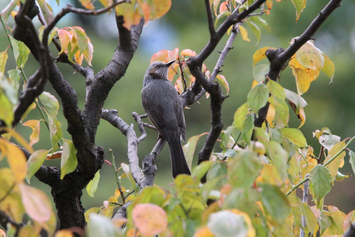 棕耳鵯 - ML645340967