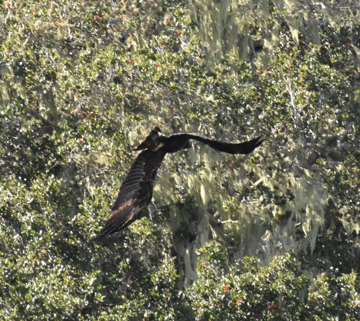 Golden Eagle - ML645340982