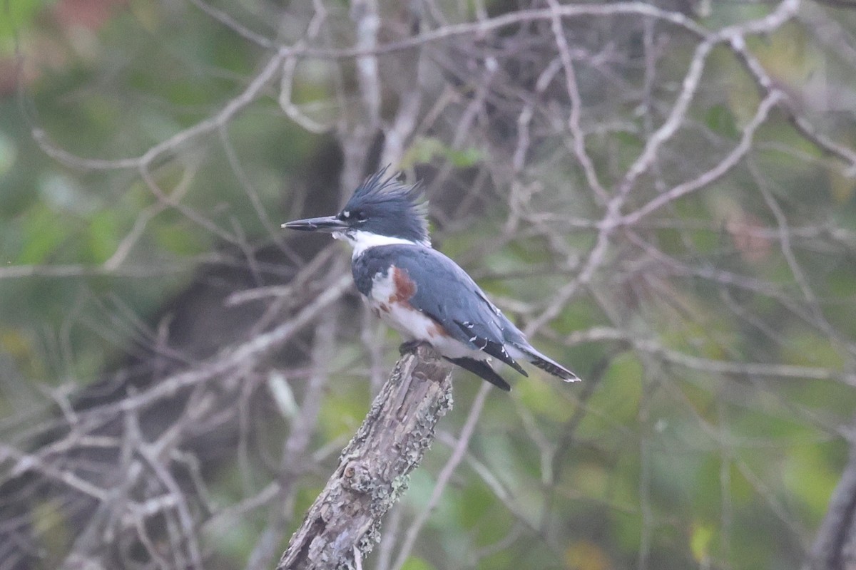 belteisfugl - ML645341003