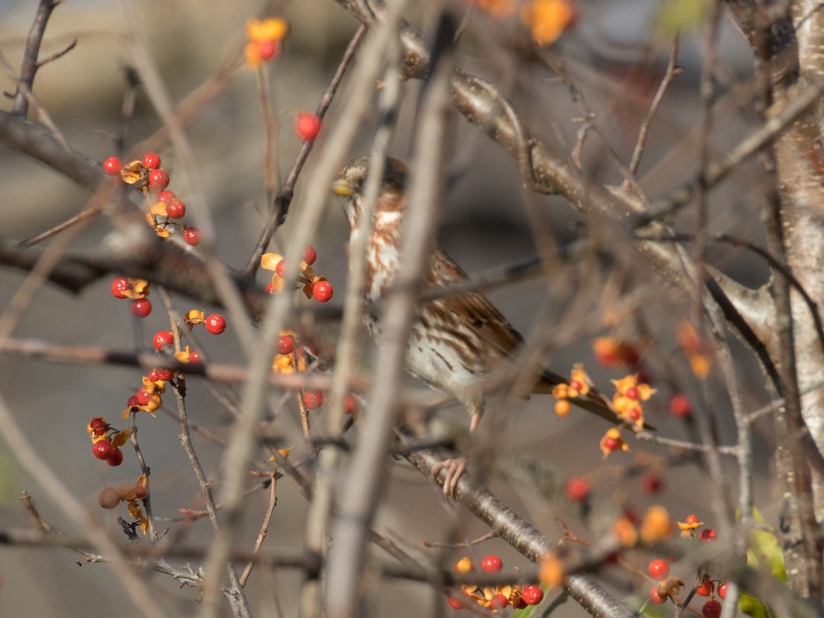 strnadec kaštanový (ssp. iliaca/zaboria) - ML645341005