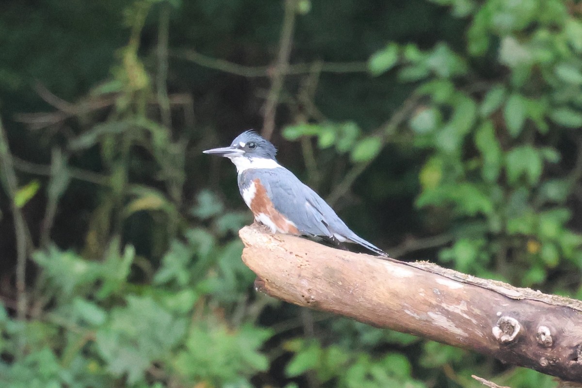 belteisfugl - ML645341025