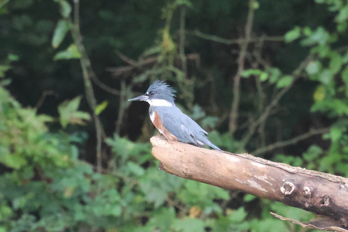 belteisfugl - ML645341026