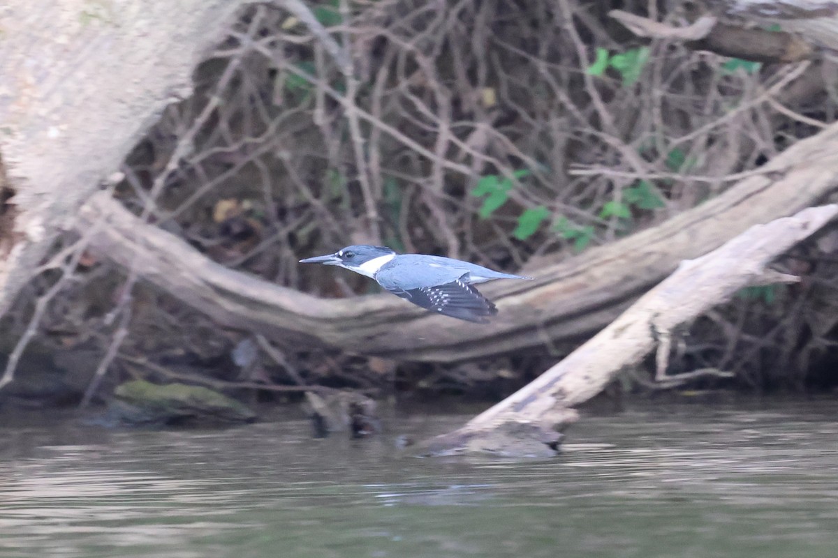 belteisfugl - ML645341027