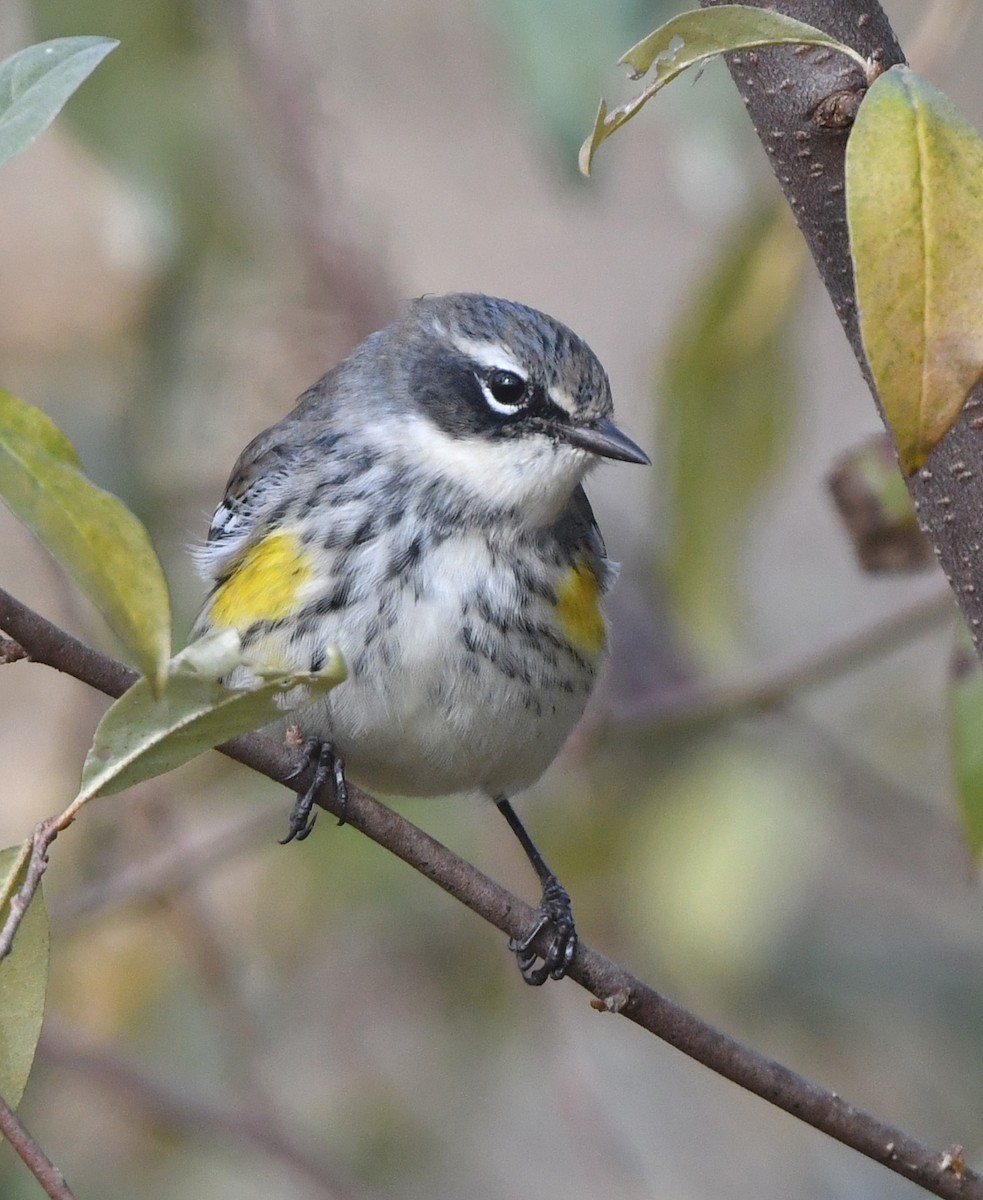 Yellow-rumped Warbler - ML645341039