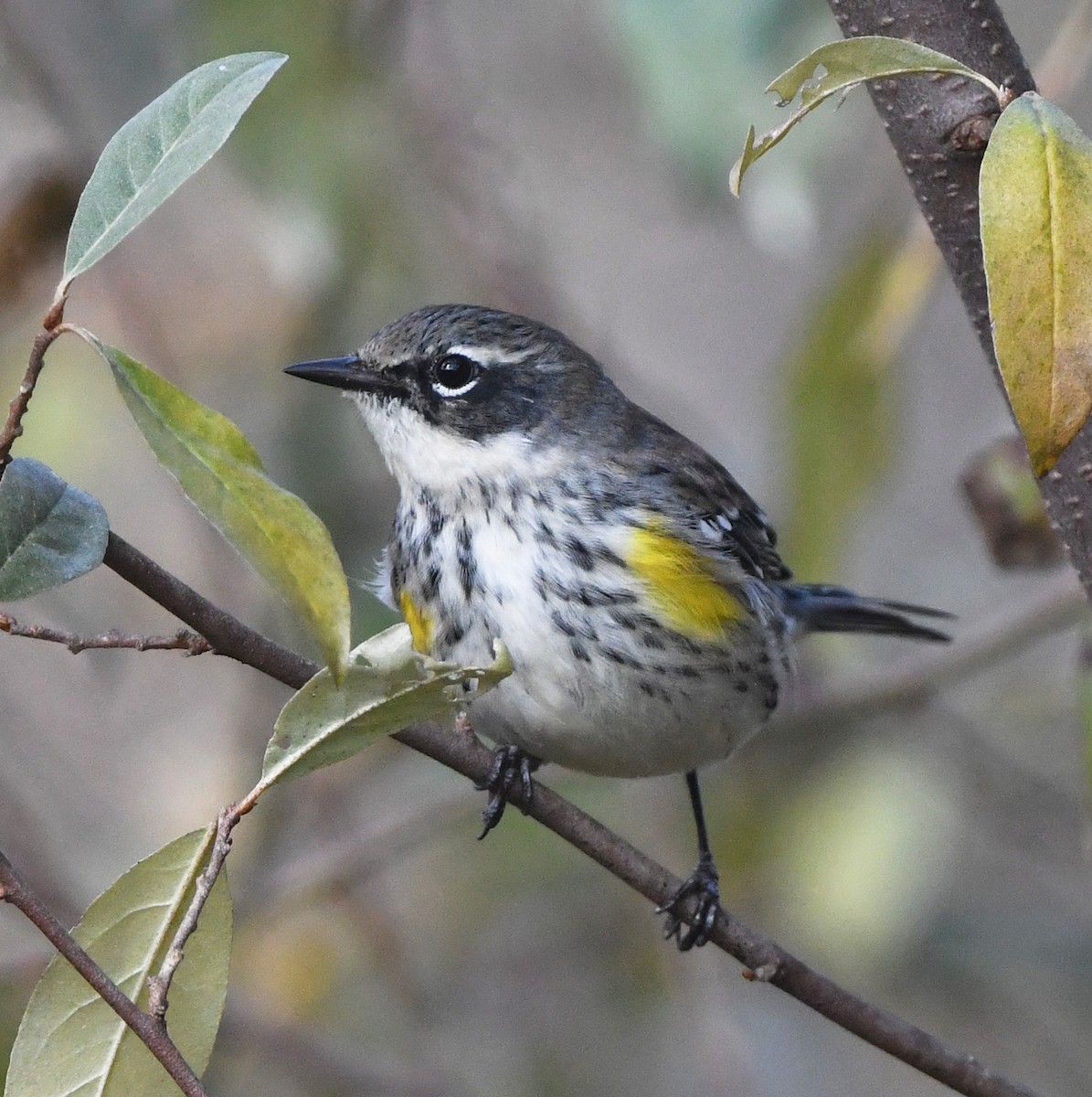 Yellow-rumped Warbler - ML645341040