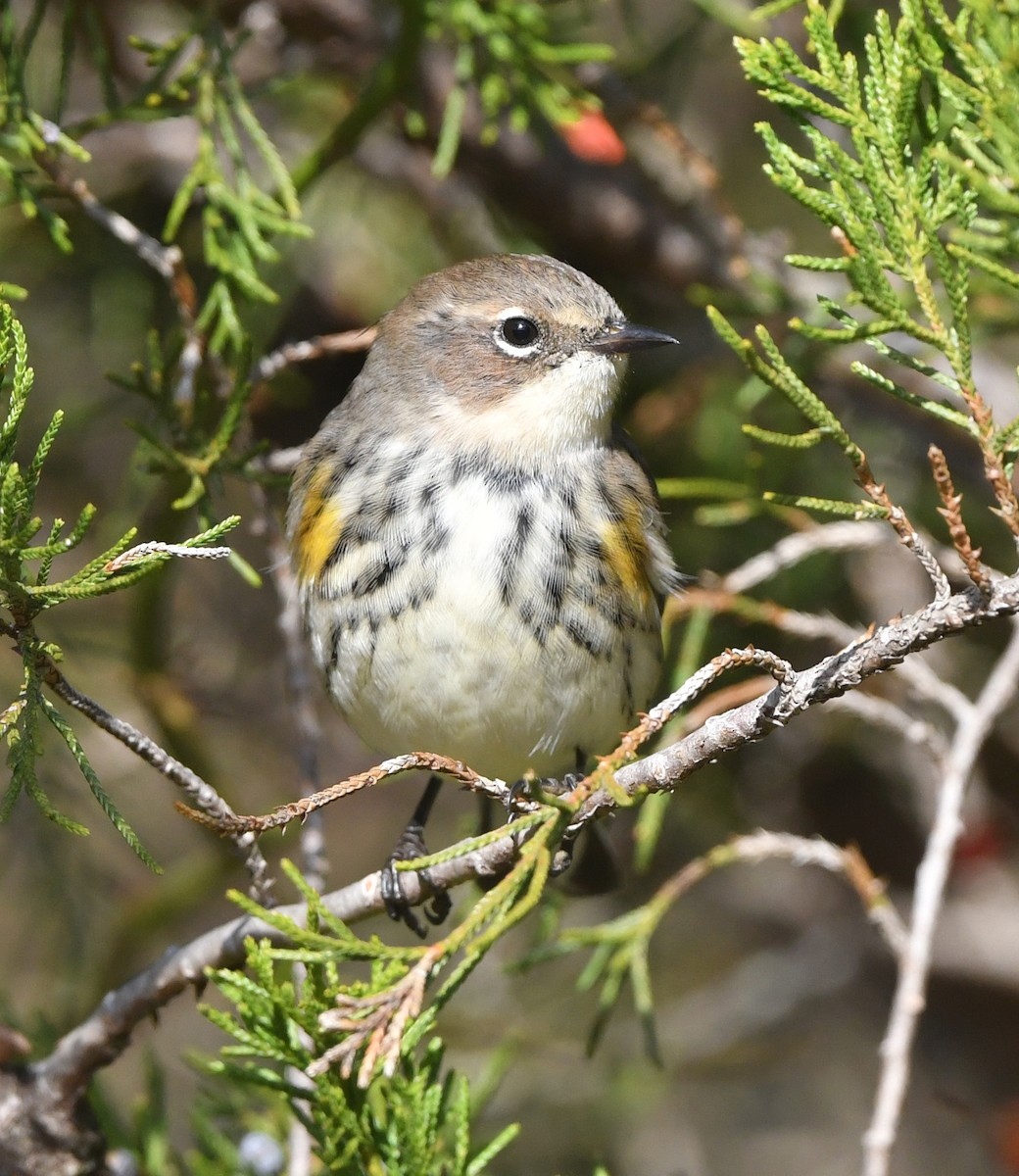 Yellow-rumped Warbler - ML645341041