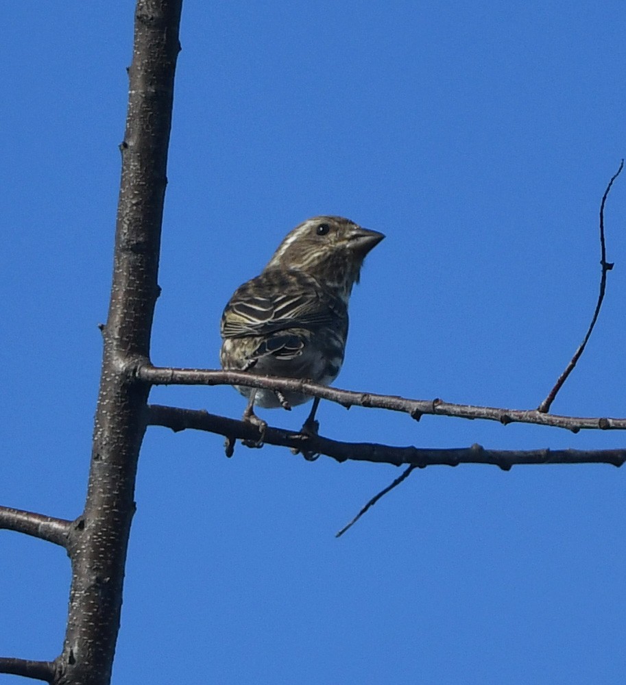 Camachuelo Purpúreo - ML645341044