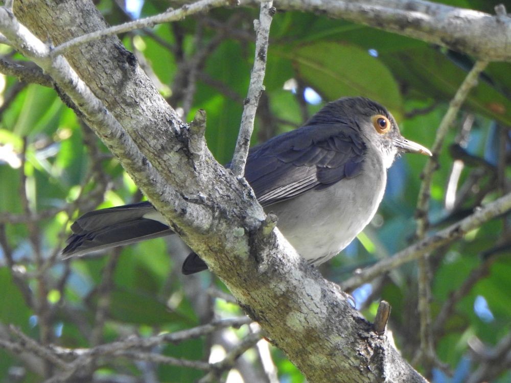 Çıplak Gözlü Ardıç - ML645341048