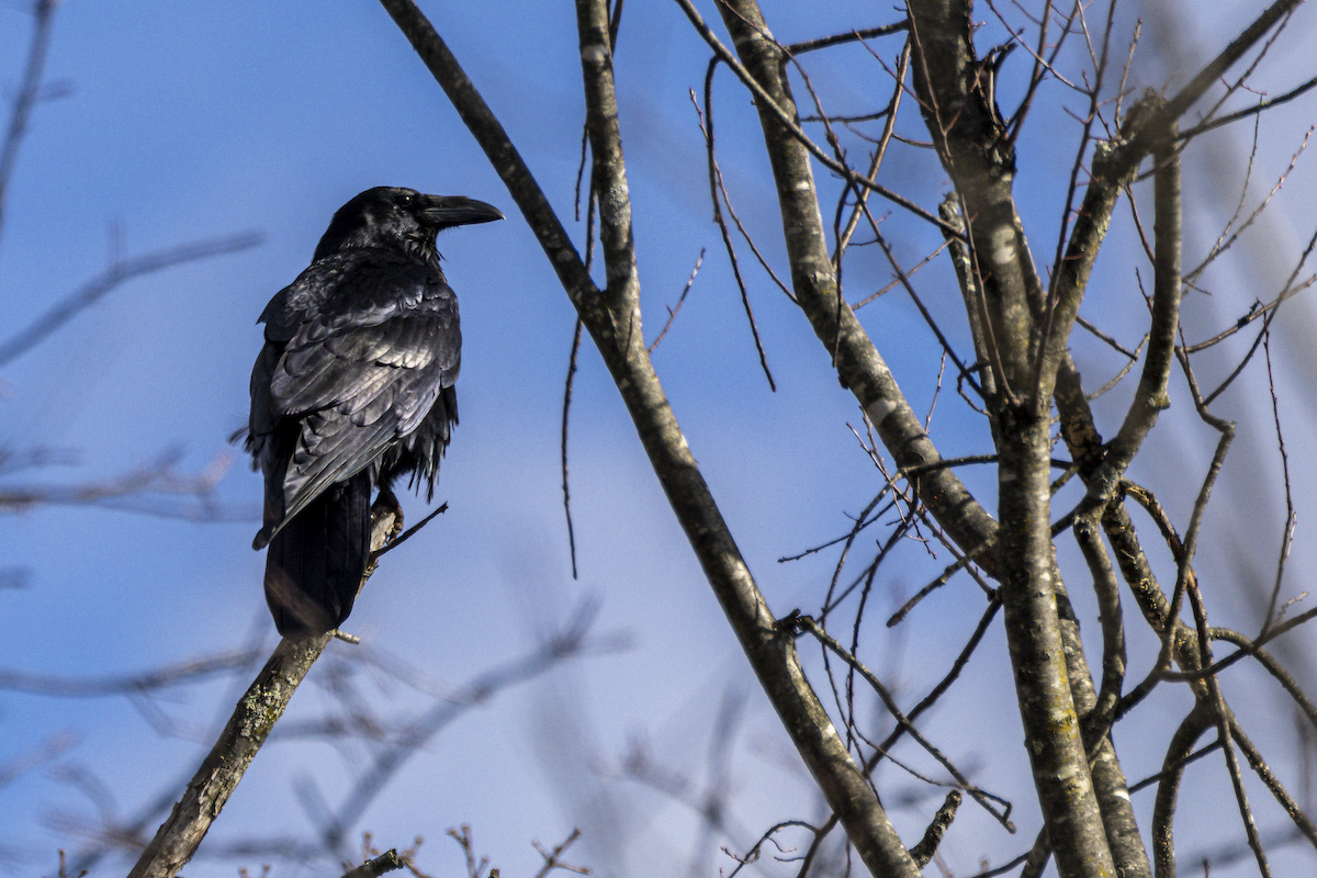 Common Raven - ML645341054