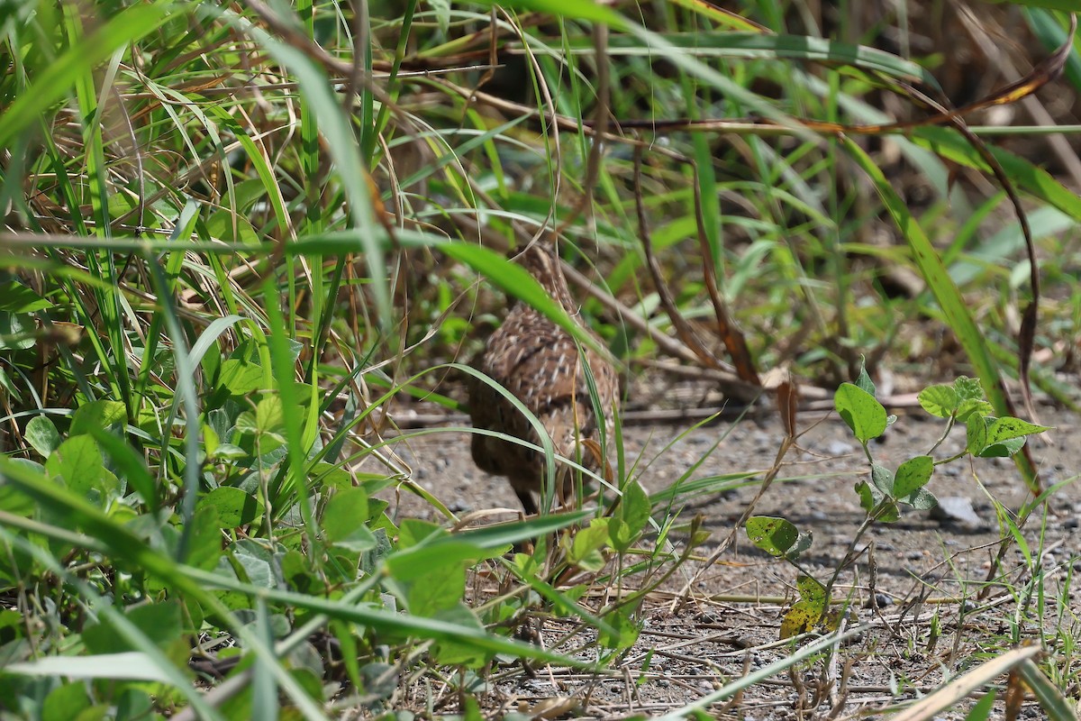 Brown Quail - ML645341067