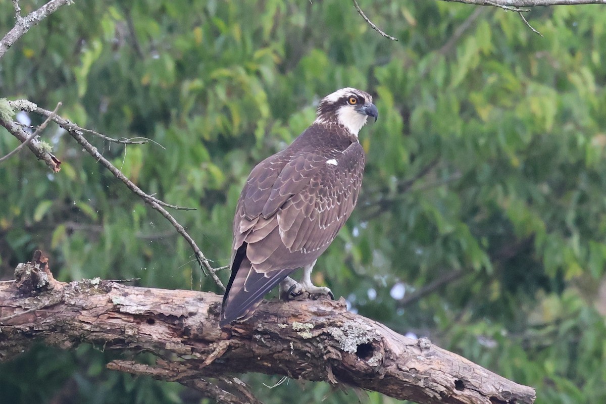 fiskeørn - ML645341076