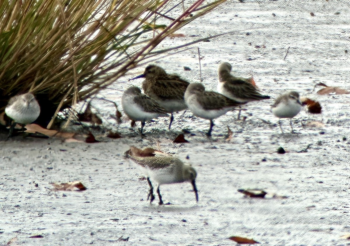 Бонапартов песочник - ML645341079