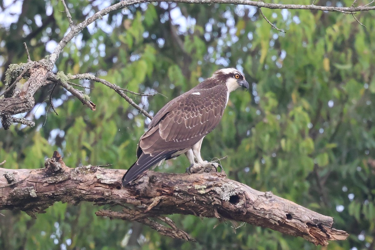 fiskeørn - ML645341080