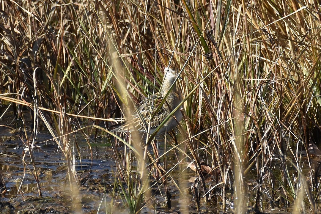 Sharp-tailed Sandpiper - ML645341081