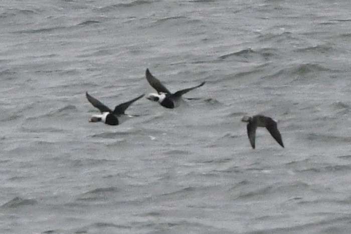 Long-tailed Duck - ML645341082