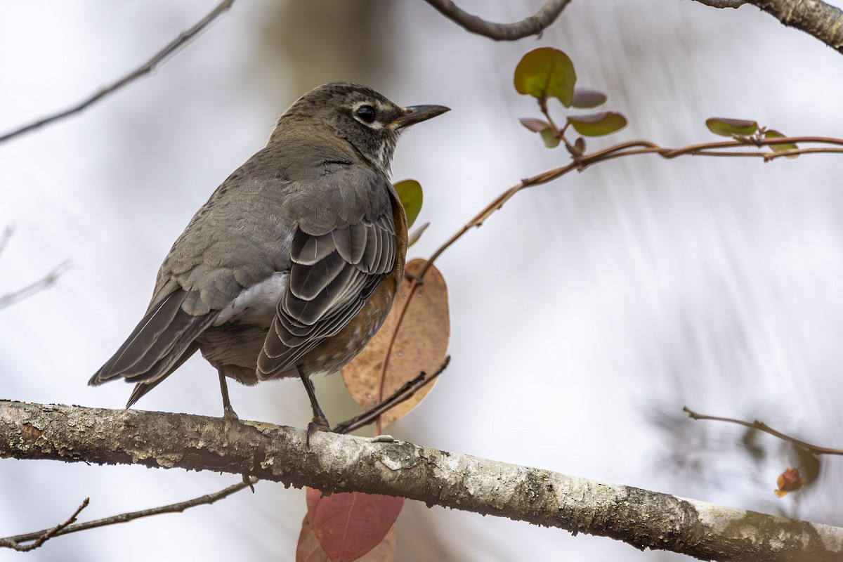 American Robin - ML645341086