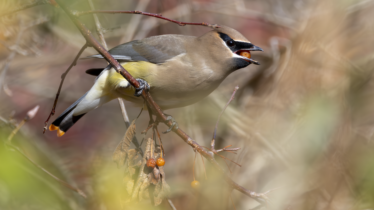 Cedar Waxwing - ML645341106