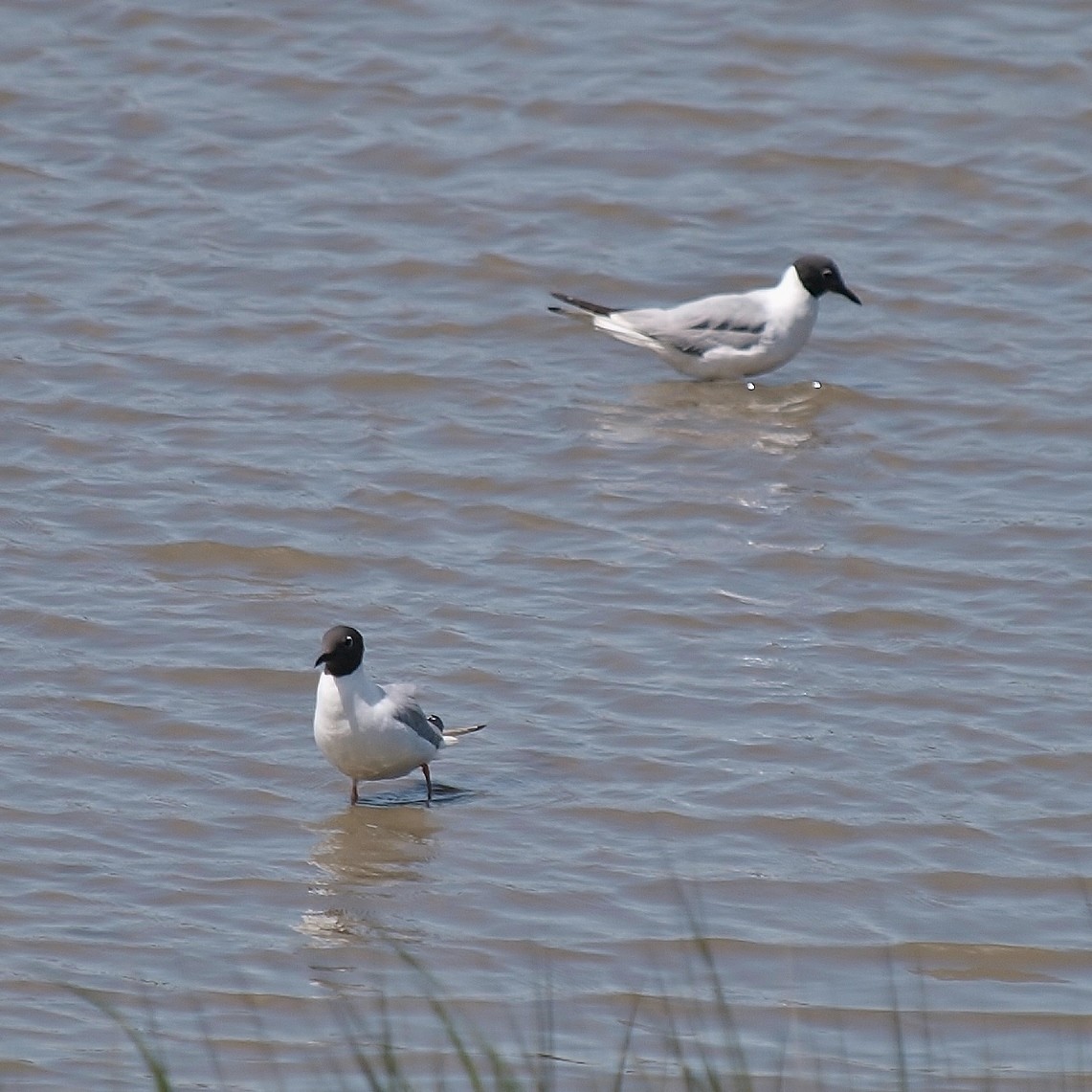 Bonaparte's Gull - Bill Bunn