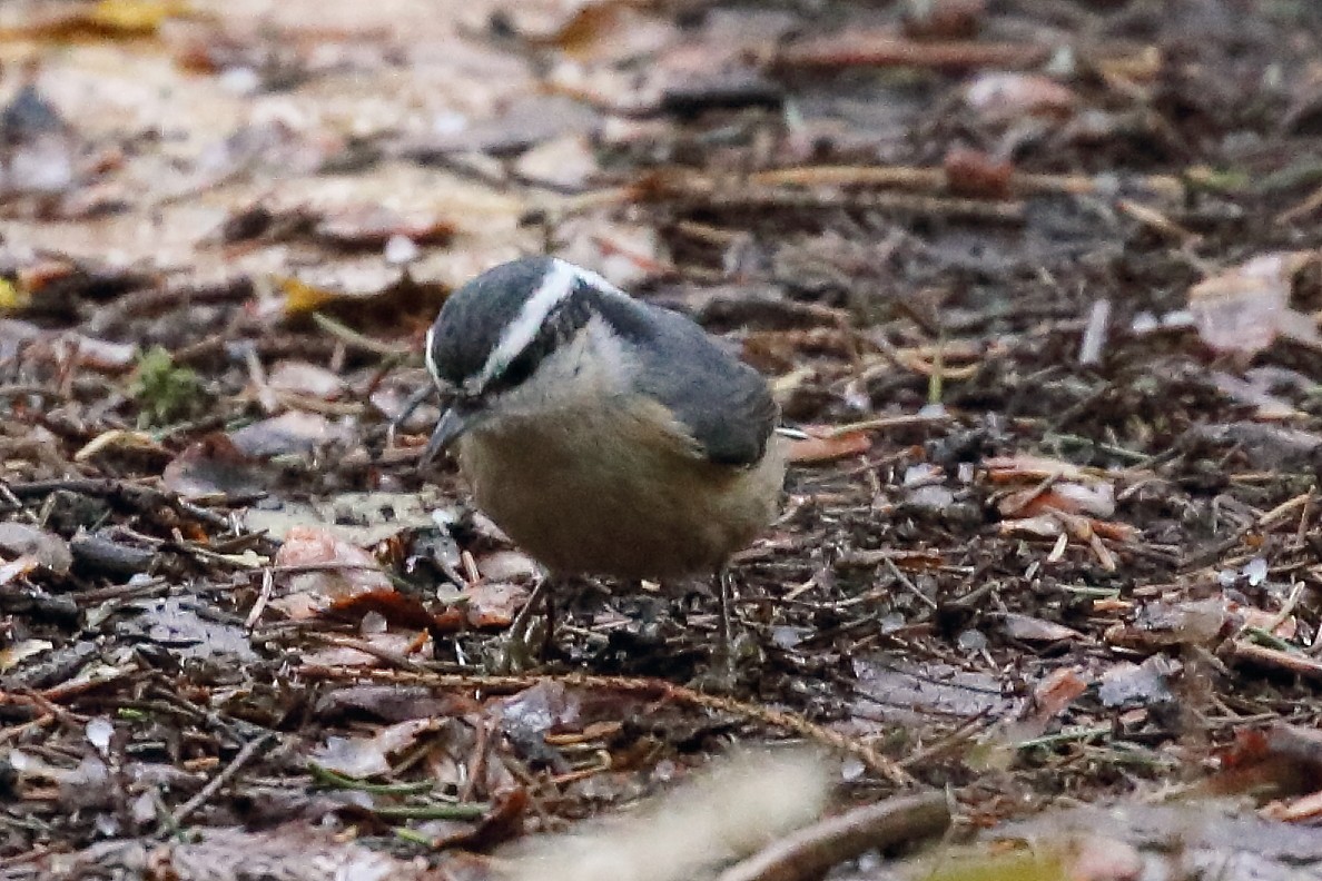 Red-breasted Nuthatch - ML645341111