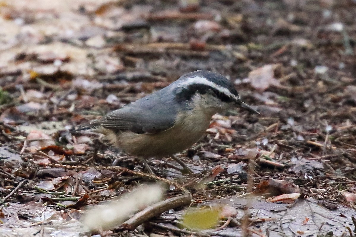 Red-breasted Nuthatch - ML645341112