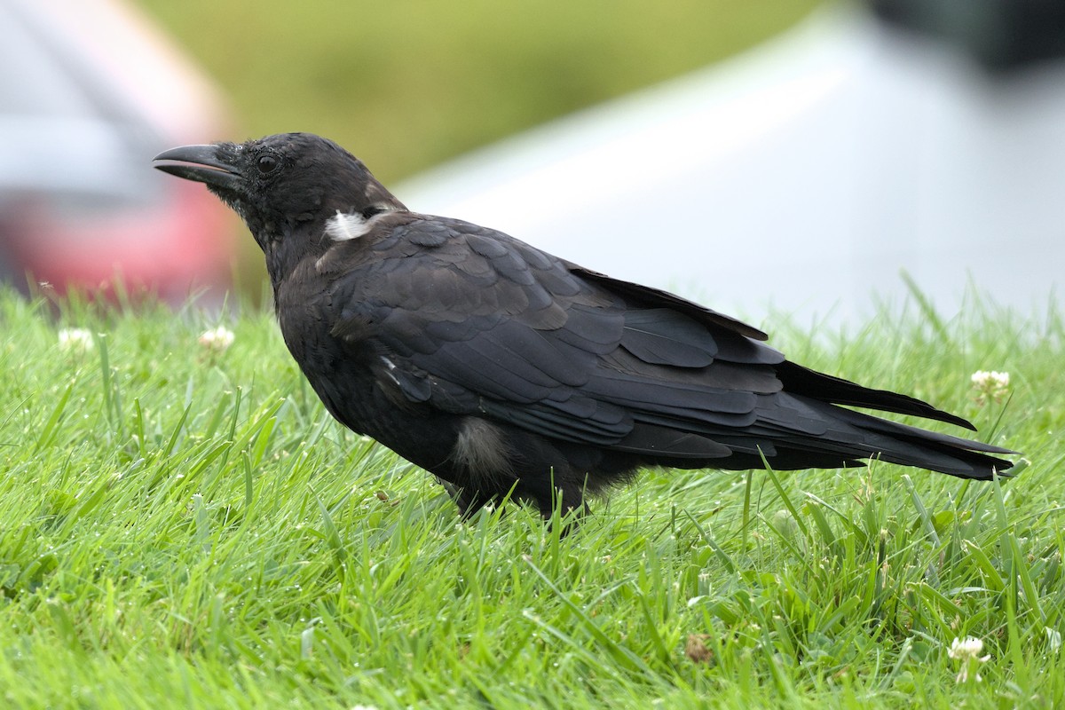 American Crow - ML645341117