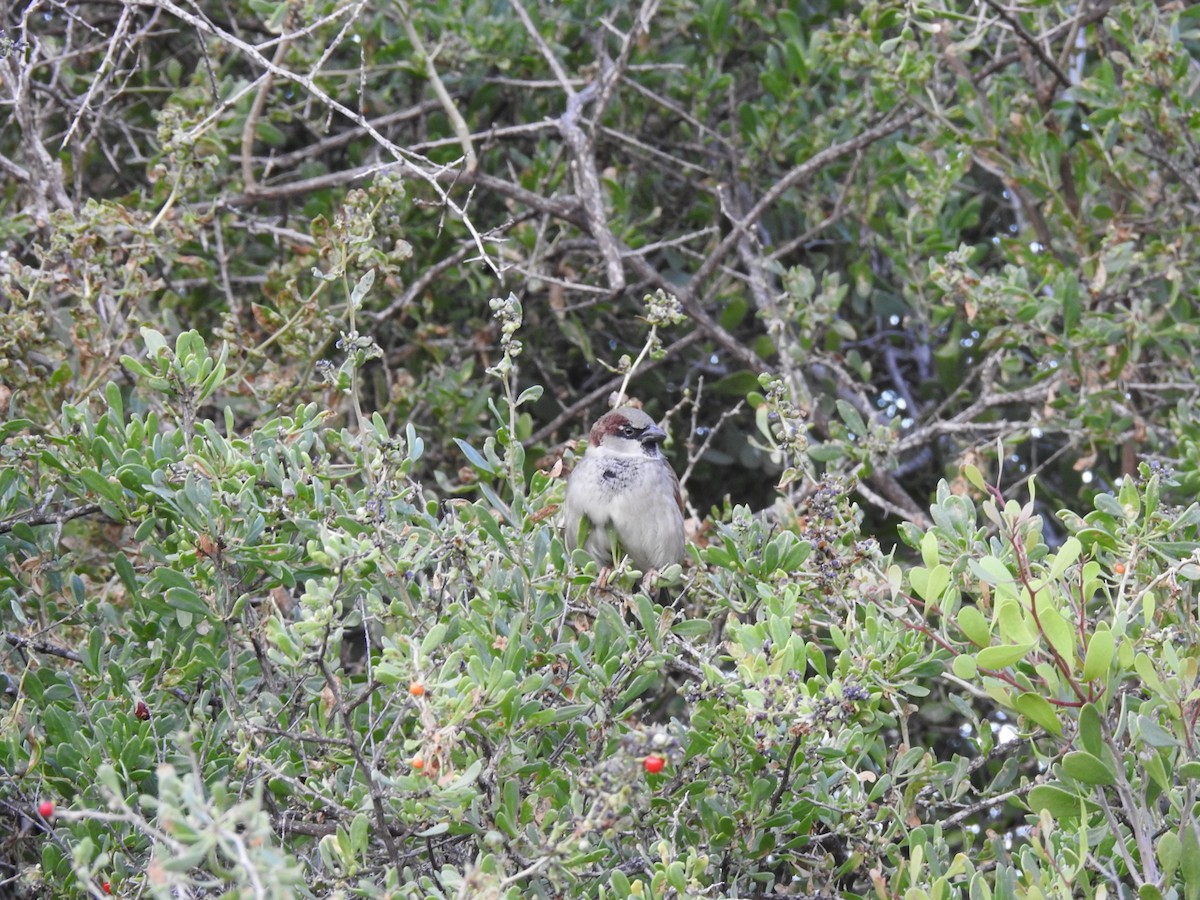 Gorrión Común - ML645341119