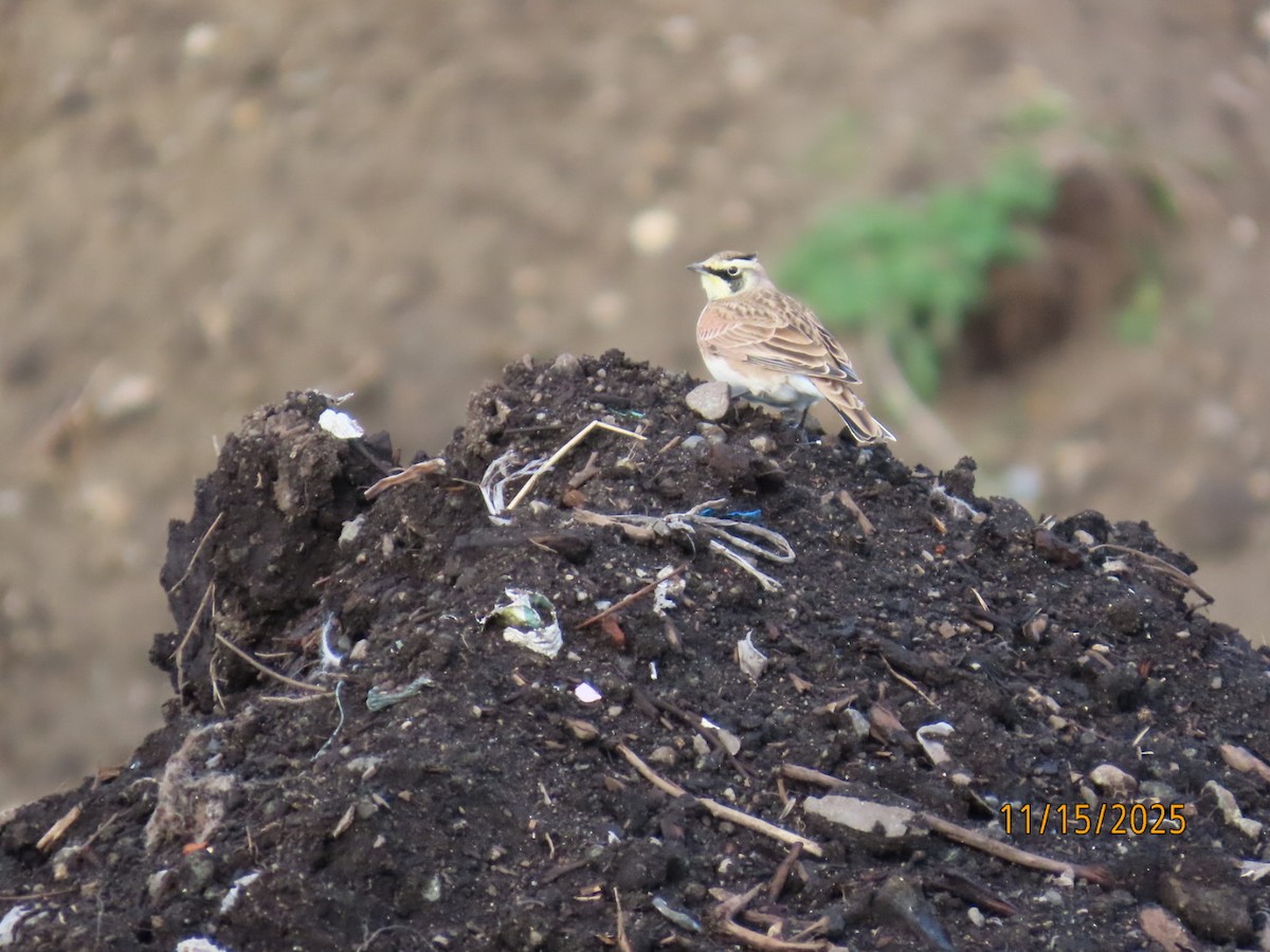 ハマヒバリ - ML645341124